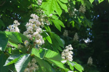 Baharda çiçek açan kestane ağacı.