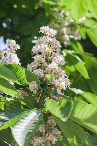 Blossoming Chestnut Tree in Spring. — Stock Photo, Image