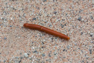 Dev Kırkayak Scolopendra Böcek