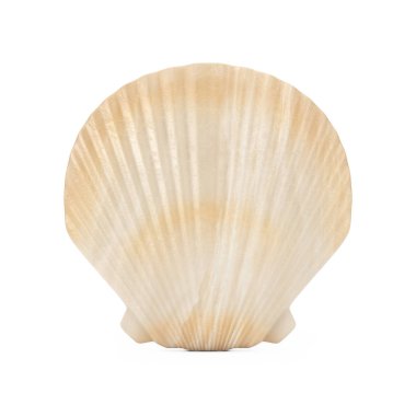 Güzellik Tarak Denizi veya Ocean Shell Seashell. 3d Rendering