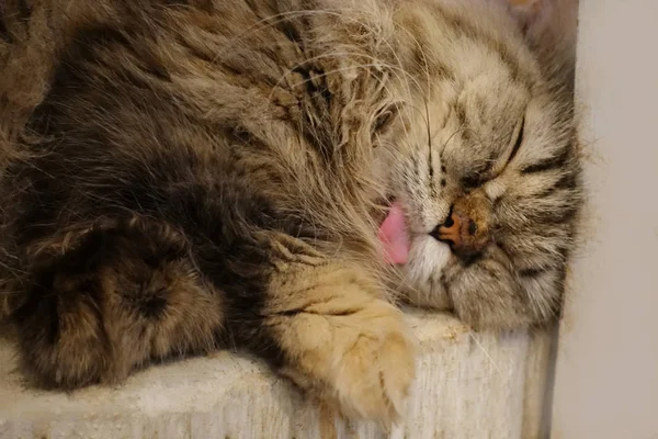 クローズ ルーム ソフト フォーカスで眠っているかわいいふち茶色猫の顔アップ — ストック写真