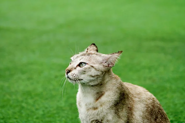 Yarım Portre Sevimli Tekir Kedi Yan Görünüm Yeşil Çim Açık — Stok fotoğraf