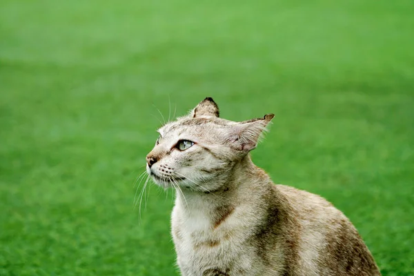 Halve Portret Van Schattige Cyperse Kat Ogen Kijken Zijaanzicht Groen — Stockfoto