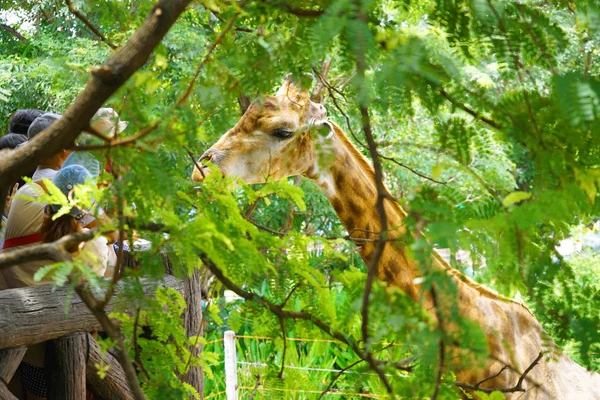 People watching giraffe animal at zoo, fresh green leaves foreground and background at high angle view.