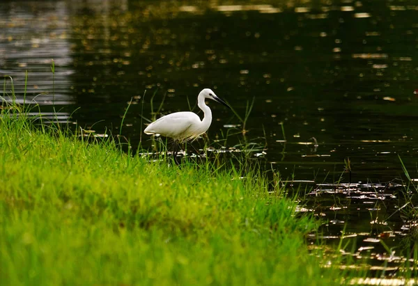 Riverside, karlı büyük ak balıkçıl ayakta.