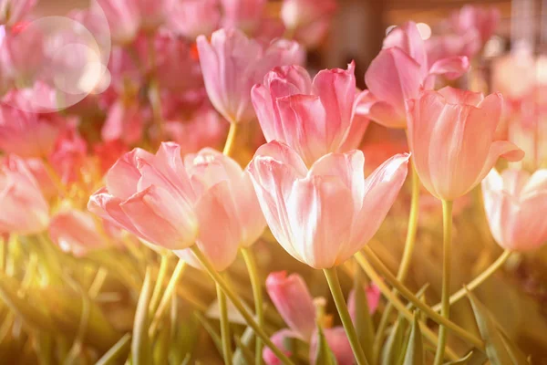 Светло Розовый Цветок Тюльпана Солнечным Светом Мягким Фокусным Фоном Стиле — стоковое фото