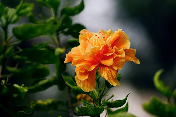 Turuncu hibiscus veya doğal yeşil yaprakları arka plan, yumuşak odak resim üzerinde Çince gül çiçek.