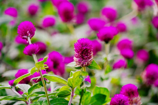 Güzel mor küre amaranth veya gomphrena globosa Çiçek Bahçe alanı.