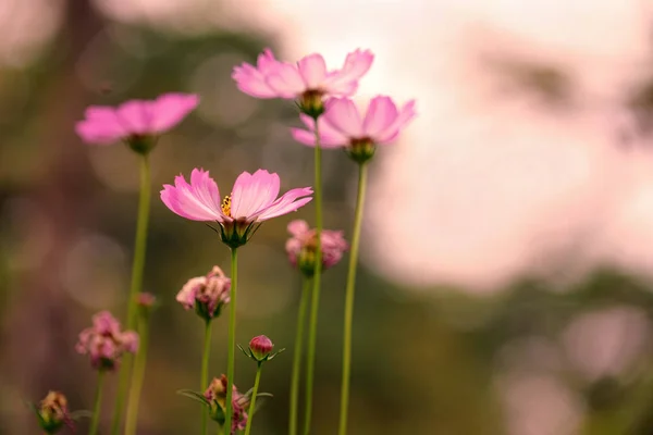 Güneşli bir gün güzel pastel pembe cosmos çiçek Park, vintage sesi stil görüntü arka planı.