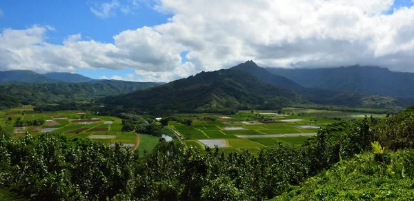 Hanalei'deki, Taro alan, Kauai, Hawaii