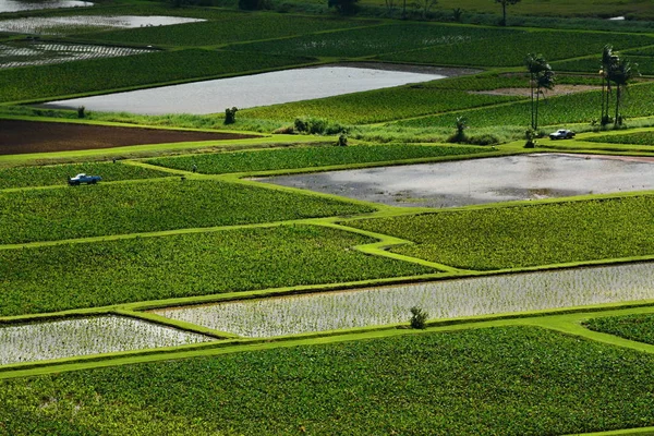 Hanalei Taro Field Kauai Hawaii — Stock Photo, Image