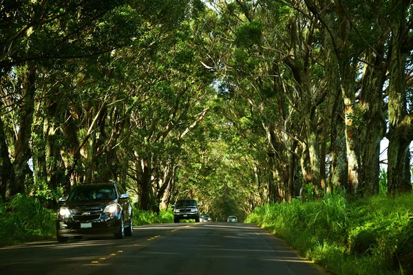 Túnel Árvore Estrada Maluhia Kauai Havaí Imagens De Bancos De Imagens Sem Royalties