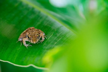 güzel küçük küçük bebek kurbağa 