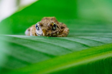 güzel küçük küçük bebek kurbağa 