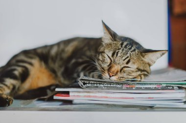 Onu içinde uyuyan sevimli güzel kedi önden görünümü