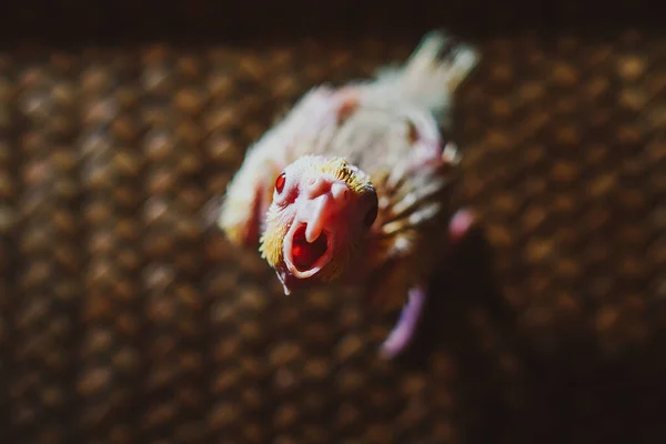 Baby Cockatiel Wait Food — Stock Photo, Image