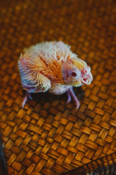 A baby Cockatiel Wait for food