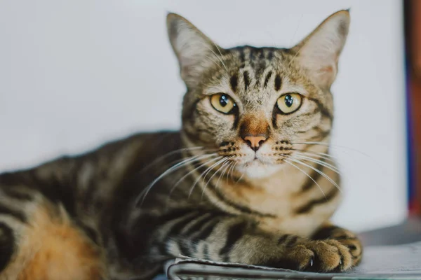 Avslappnad Tamkatt Hemma Inomhus — Stockfoto