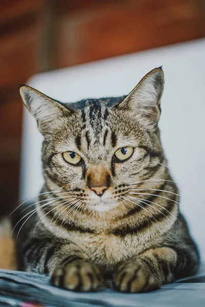 Evde, evde rahat bir kedi.