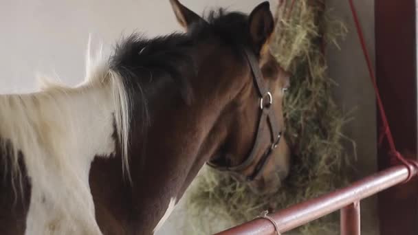 Лошадь Стоит Стойле Ест Сено Коричневая Лошадь Ест Сено Конюшне — стоковое видео