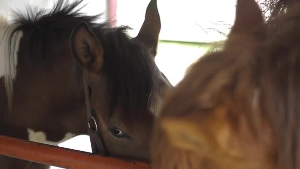 Cavalo Tenda Comendo Feno Cavalo Castanho Comer Feno Estábulo Criação — Vídeo de Stock