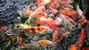 Renkli sazan balığı, koi balığı