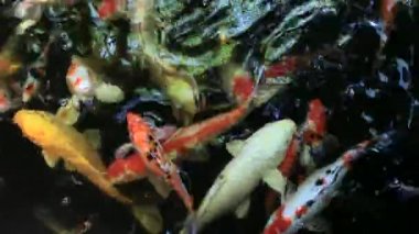 Renkli sazan balığı, koi balığı