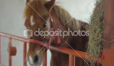 Ahırdaki atların neşeli davranışları