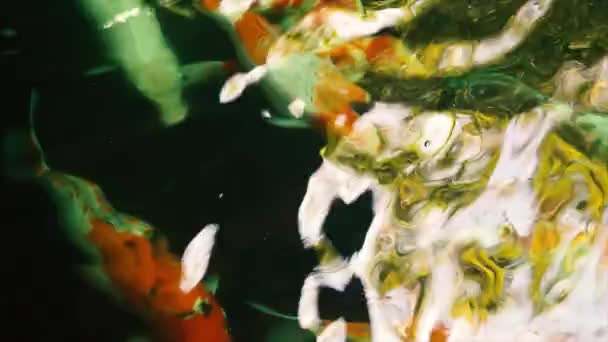 Poisson carpe fantaisie coloré, poisson koï