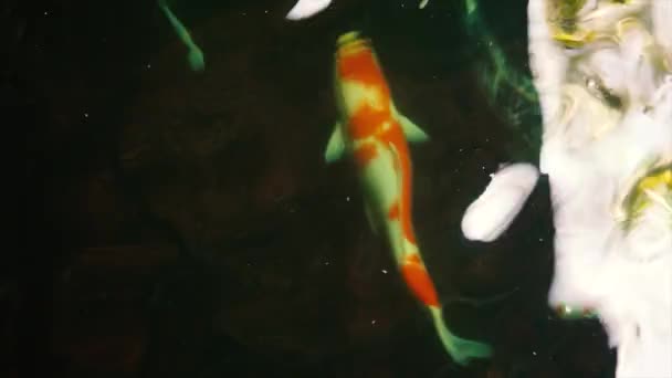 Poisson carpe fantaisie coloré, poisson koï