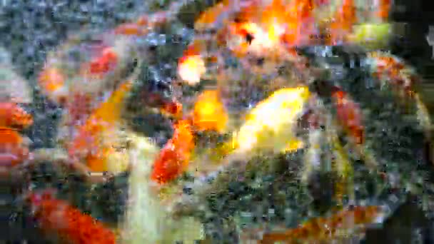 Colorido Pescado Carpa Lujo Peces Koi — Vídeos de Stock