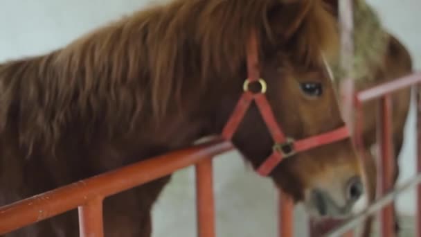 Lekfullt Hästbeteende Stallet — Stockvideo