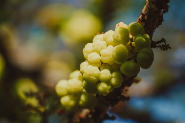 Bulanık yeşillik üzerinde yıldız Bektaşi üzümü 