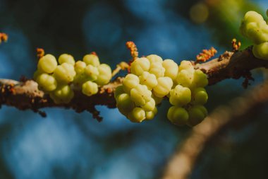 Bulanık yeşillik üzerinde yıldız Bektaşi üzümü 