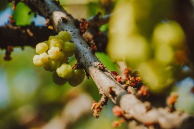 Bulanık yeşillik üzerinde yıldız Bektaşi üzümü 