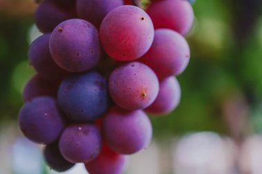 Olgun üzüm bir dal yeşil yaprakları arasında asılı