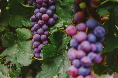 Olgun üzüm bir dal yeşil yaprakları arasında asılı