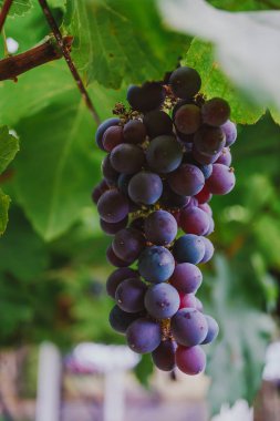 Olgun üzüm bir dal yeşil yaprakları arasında asılı