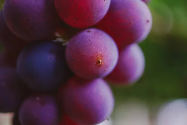 Uvas Maduras Penduradas Num Ramo Entre Folhas Verdes — Fotografia de Stock