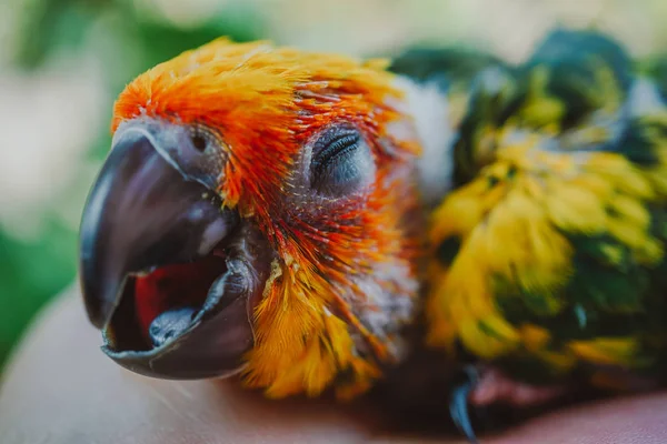 Piękny Ptak Ptak Conure Słońce Zbliżenie — Zdjęcie stockowe