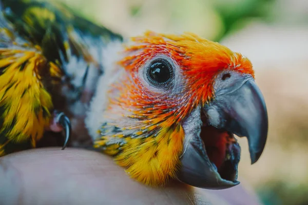 Beautiful Bird Closeup Sun Conure Bird — Stock Photo, Image