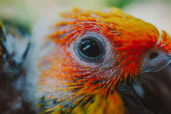 Hermoso Pájaro Primer Plano Sun Conure Ave — Foto de Stock