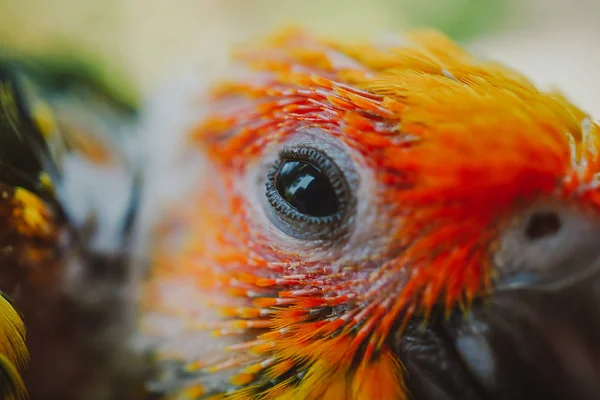 Όμορφο Πουλί Closeup Sun Conure Πουλί — Φωτογραφία Αρχείου