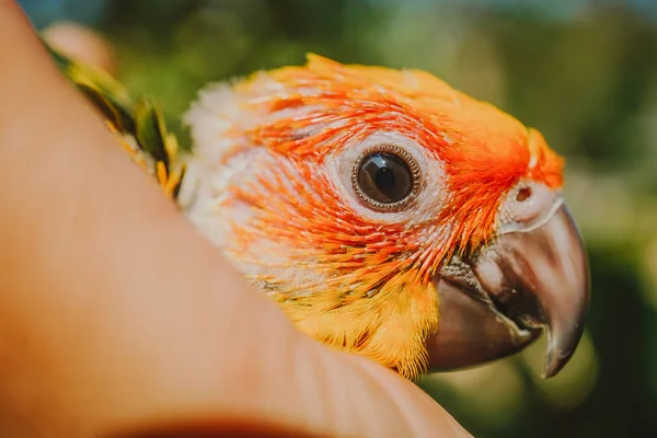 美しい鳥 コガネメキシコインコ鳥のクローズ アップ — ストック写真