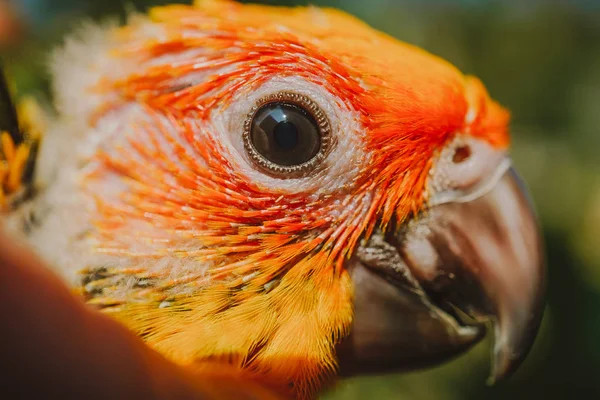 Красивий Птах Крупним Планом Папуга Птах — стокове фото