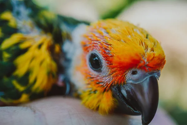 Beautiful Bird Closeup Sun Conure Bird — Stock Photo, Image