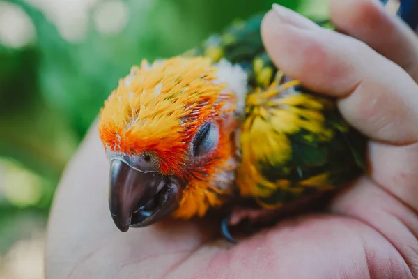 Прекрасная Птица Крупным Планом Солнце Конуре — стоковое фото