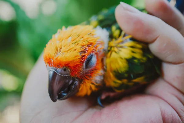 Beautiful Bird Closeup Sun Conure Bird — Stock Photo, Image