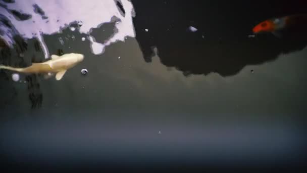 Koi Fancy Carp Están Nadando Arriba — Vídeos de Stock