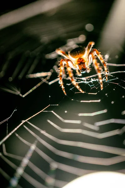 跳蜘蛛的宏观图像 宏观模式近距离拍摄动物和昆虫 — 图库照片